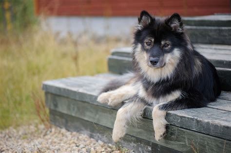 Finnish Lapphund Full Profile History And Care