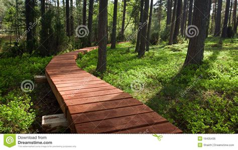 Wooden Footpath In Forest Stock Photo Image Of National 19435436
