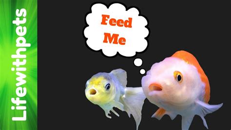 How To Feed Goldfish Youtube