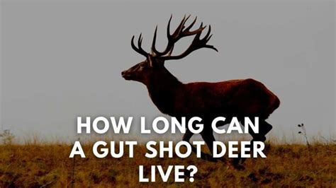 How Long Can A Gut Shot Deer Live Deer Hunting Life