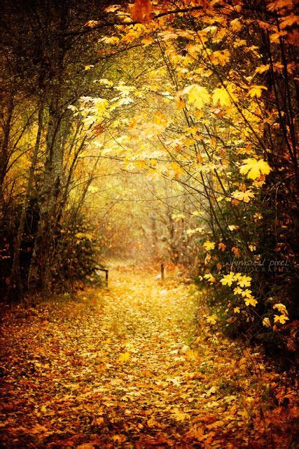 Path Of Gold Autumn Scenery Scenery Natural Scenery