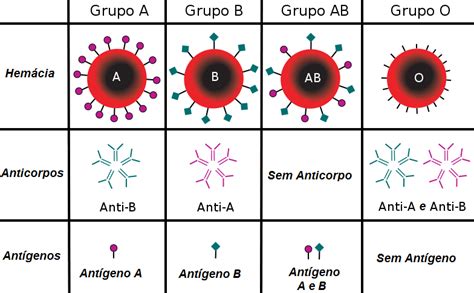 Biologia sistema ABO e Grupos Sanguíneos