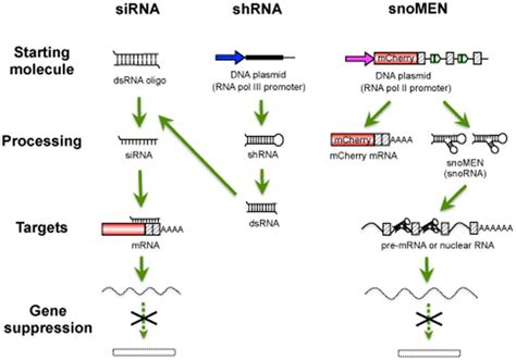 Schematic Diagram Showing Differences Between The Sirnashrna And Download Scientific Diagram
