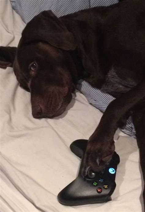 A Black Dog Laying On Top Of A Bed Next To A Controller And Remote Control