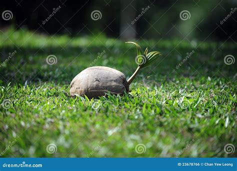 Coconut Sprout On Grass Stock Photo Image Of Sprout 23678766