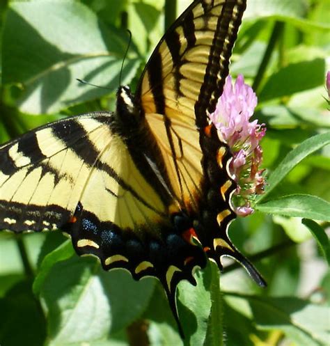 Eastern Or Canadian Tiger Swallowtail Papilio Canadensis Bugguide Net