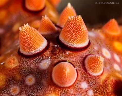 Spiny Sea Star Macro Dive On The House Reef Today These S Flickr