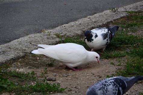 Free Images Pigeons White Dove Pigeon City Bird Feeding 4608x3072
