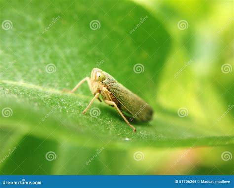 Bug Stock Photo Image Of Macro Tiny Green Leaf Natura 51706260