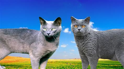 Russian Blue Cat Vs British Shorthair Differences