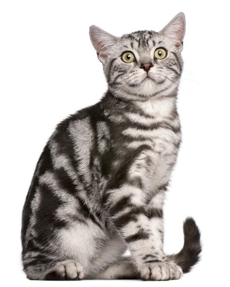British Shorthair Tabby Cats