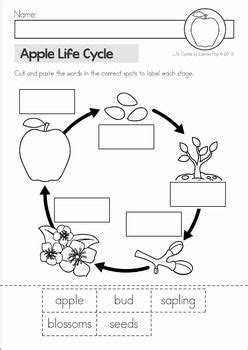 Learn how a fruit tree grows from seed to mature tree. Most Popular Teaching Resources: Apple Life Cycle