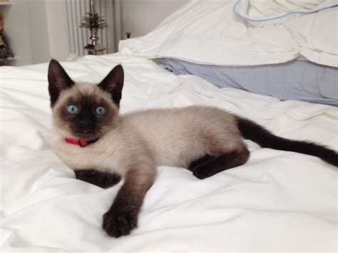Siamese Mix Kitten 10 Weeks Need New Home London