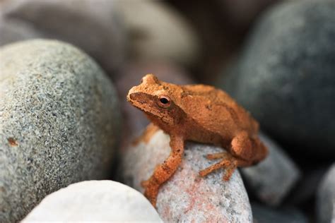 Tiny Orange Frog Flickr Photo Sharing