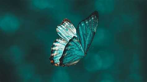 Teal Blue Design Butterfly Is Flying Hd Butterfly Wallpapers Hd