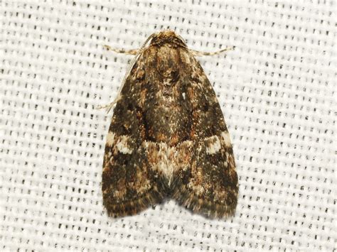 Noctuidae Owlet Moths Usa River Tanzania Noctuidae O Flickr