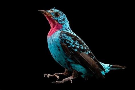 The Spangled Cotinga Is Among The Boldest With Its Bright Turquoise