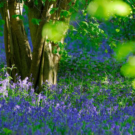How To Plant Bluebell Bulbs The Easiest Way To Start