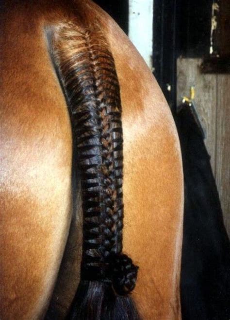 amazing horse tail braids ideas    friends jealous tail  fur
