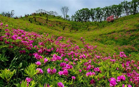 Summer Mountain Meadow With Pink Flowers And Green Grass Trees