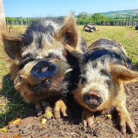 Kunekune Pig Chew Valley Animal Park Chew Magna