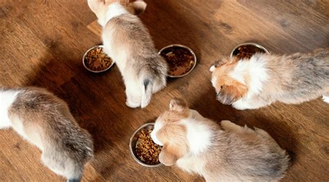 Corgis are energetic dogs that have a lot of specific nutritional needs. Best Dog Foods For Corgis: Puppies, Adults & Seniors