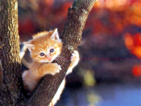 Cute Cat Wallpapers Entertainment Only
