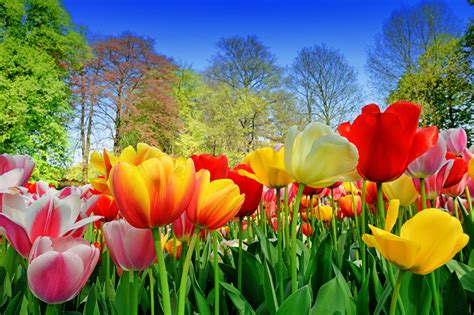 Banco De ImÁgenes Gratis Hermosos Tulipanes De Colores En Un Día De