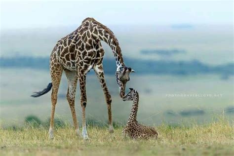 Giraffa Mamma E Cucciolo Wildlife Photos Wildlife Photography Nature