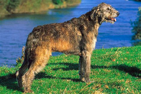 Ирландский волкодав описание породы собак, характеристики ...