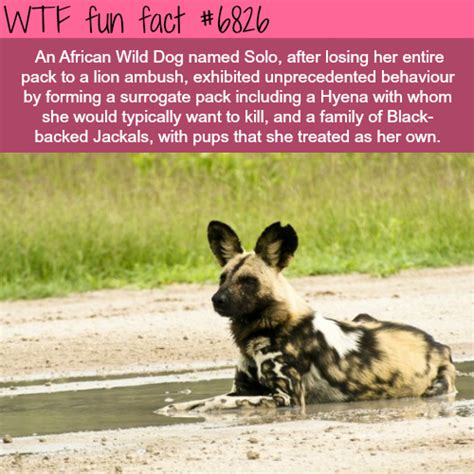 Solo The African Wild Dog Wtf Fun Fact Wtf Fun Facts Animal Facts