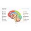 The Brain Presentation Google Slide  Free Download Now