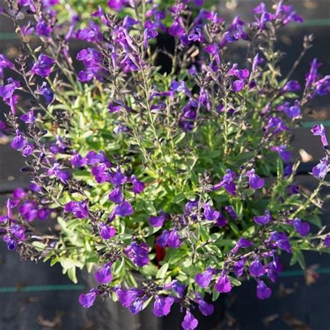 Sgp Salvia Greggii Purple Gal Qty Salvia Greggii Salvia