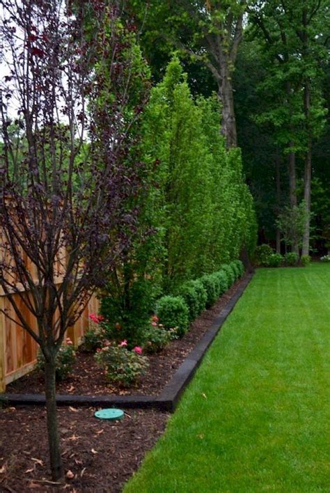 Minimalist Privacy Trees For Small Backyards Home And Apartment Picture