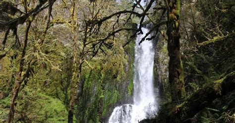 These 5 Hikes Are Hidden In Oregons Remote Coastal Rainforest