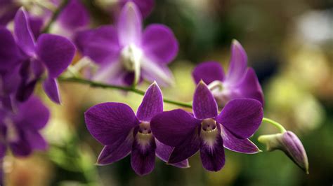 Magenta Orchids Photograph By Lynn Palmer