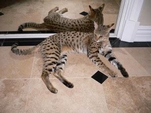 And picked out the best bits! Testimonials - Savannah Cats - Select Exotics