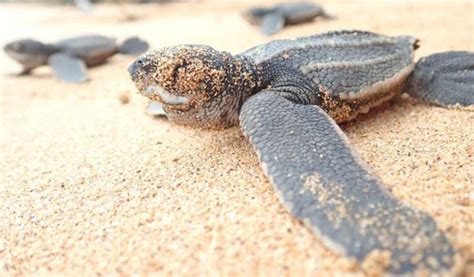10 Years To Save Worlds Most Threatened Sea Turtle Pha Khao Lao