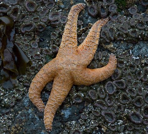 Ocher Starfish Pisaster Ochraceus A Photo On Flickriver