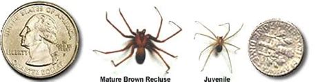 Brown Recluse Wolf Spider Size Comparison Icerem