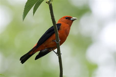 Searching In Spring Scarlet Tanager Taylor County Big Year 2019