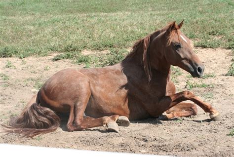 4 Common Disorders Affecting The Nervous System Of Horses