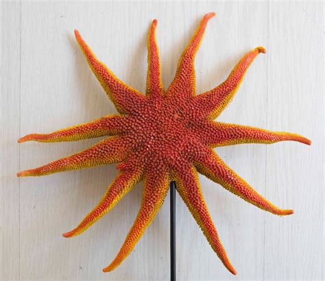 Starfish Pycnopodia Helianthoides 22×22×0 Cm Catawiki