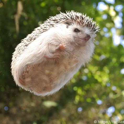 19 Pictures Of Hedgehog Bellies That Prove Everyone Has A Soft Side In