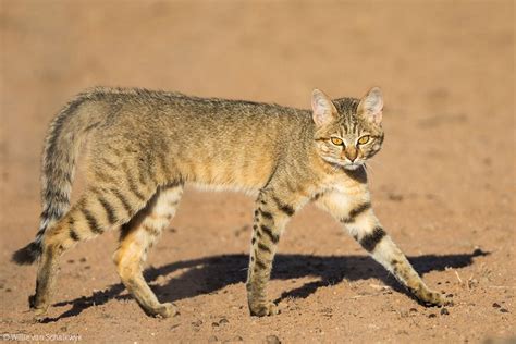 The 10 Cat Species Of Africa Africa Geographic African Wild Cat