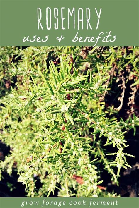 Rosemary Is A Plant That Everyone Should Have In Their