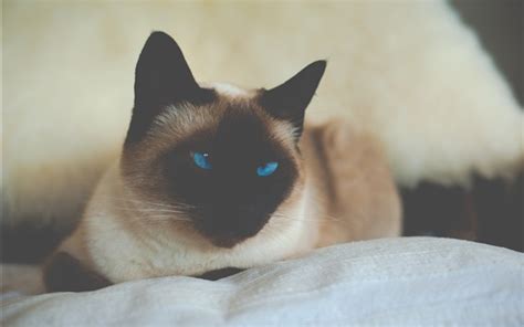 Siamese Cat Blue Eyes Wallpapers Animals And Birds Hd