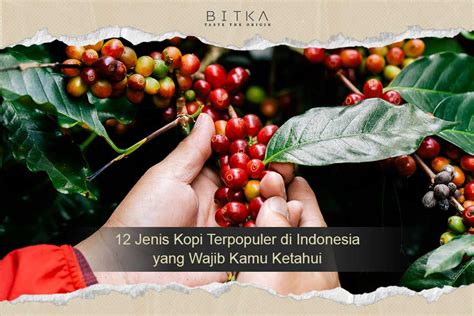 Jenis Kopi Terpopuler Di Indonesia Yang Wajib Kamu Ketahui Bitka