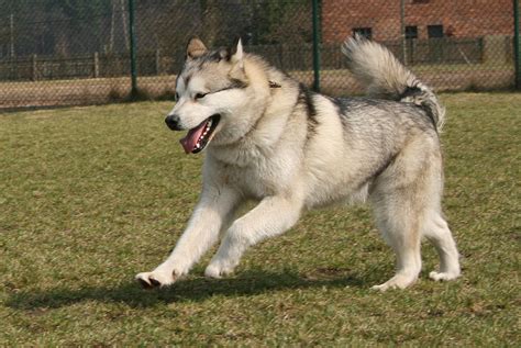 Alaskan Malamute Playing Photo And Wallpaper Beautiful Alaskan