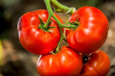 All About The Popular Jet Star Tomato Minneopa Orchards
